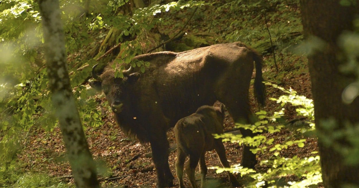 A Kárpátok kérődző óriásai újra otthonra találtak